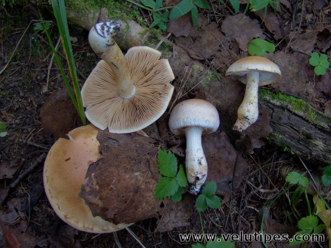 Cortinarius argutus