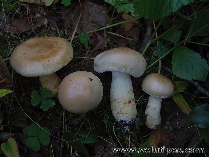 Cortinarius argutus