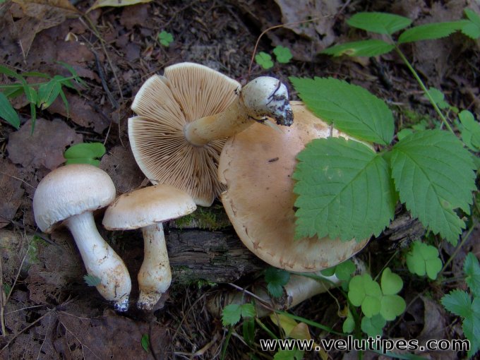 Cortinarius argutus