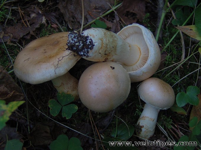 Cortinarius argutus