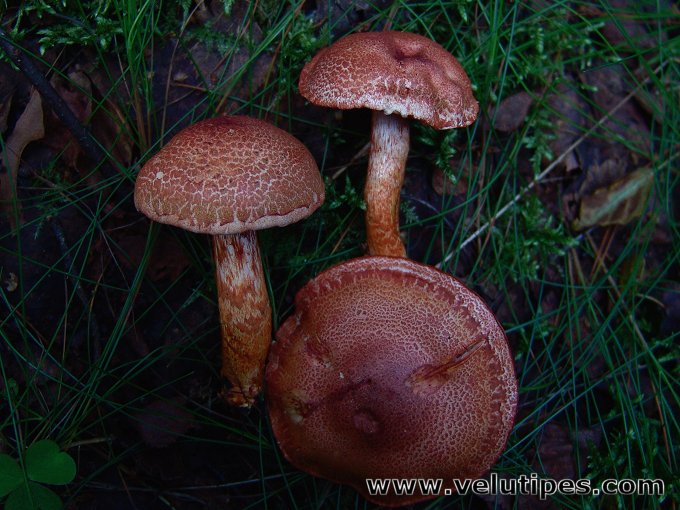 Cortinarius bolaris