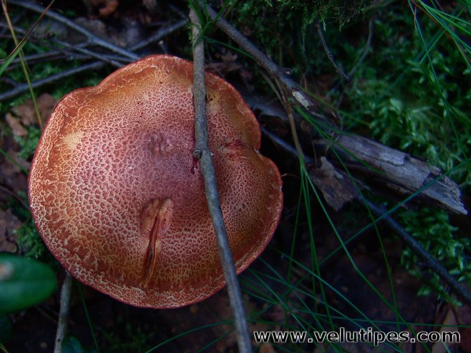 Cortinarius bolaris