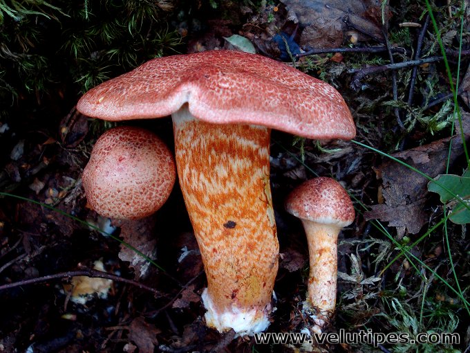 Cortinarius bolaris
