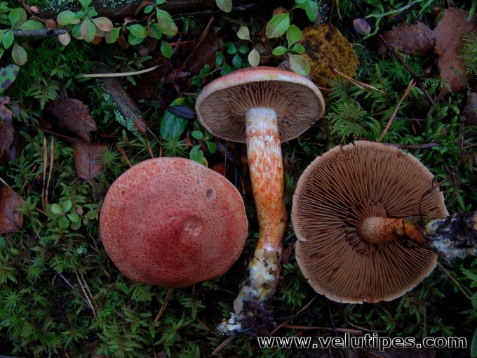 Cortinarius bolaris