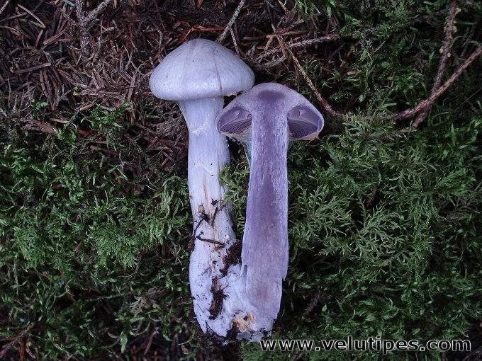 Cortinarius camphoratus