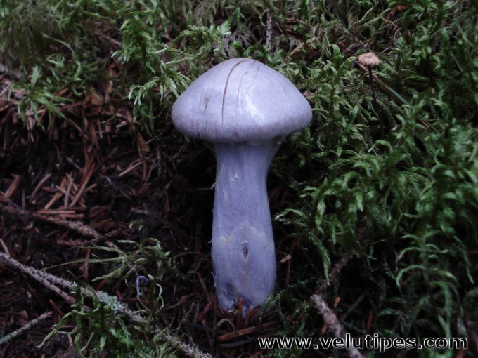 Cortinarius camphoratus