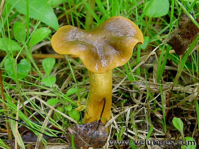 Cortinarius cinnamomeus