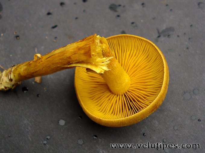 Cortinarius cinnamomeus