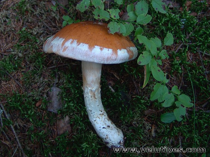 Cortinarius claricolor