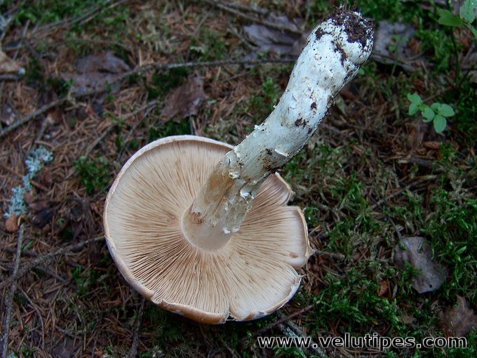 Cortinarius claricolor
