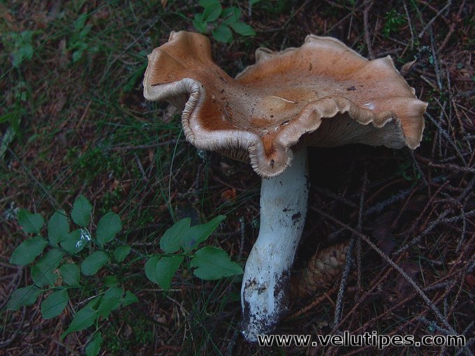 Cortinarius claricolor