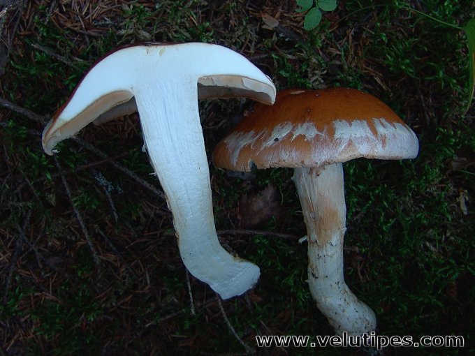 Cortinarius claricolor