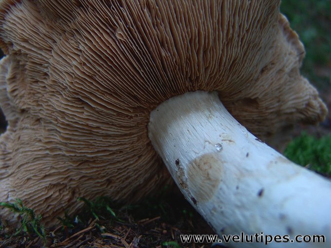Cortinarius claricolor