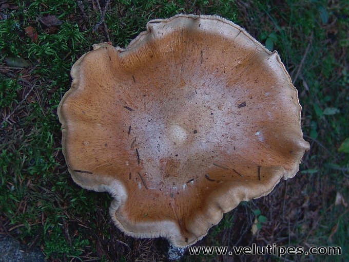 Cortinarius claricolor