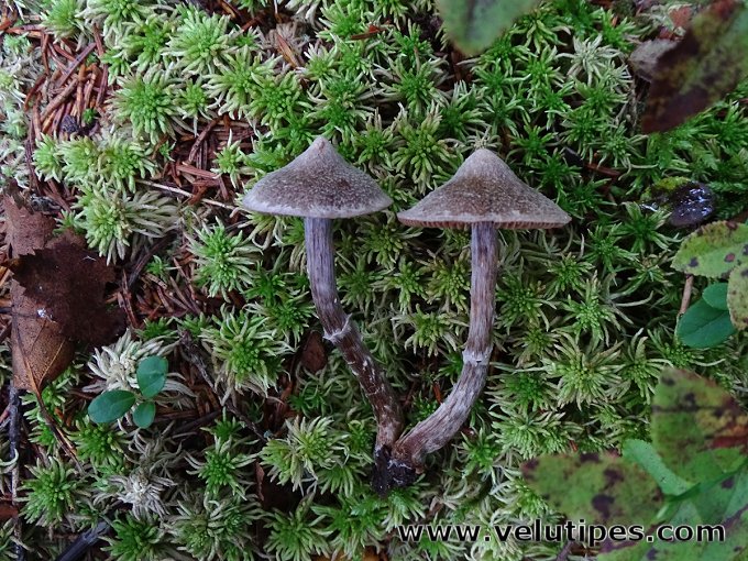 Cortinarius flexipes