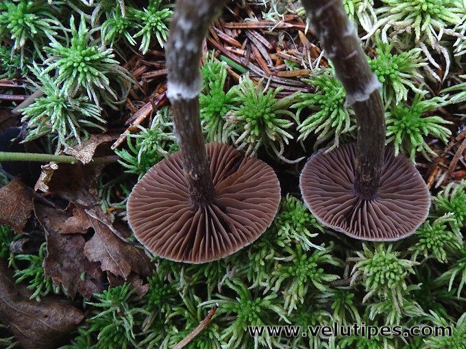Cortinarius flexipes