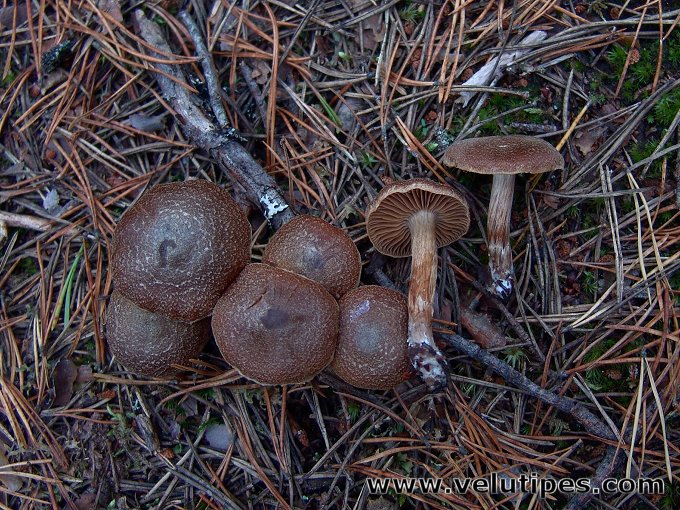 Cortinarius lux-nymphae