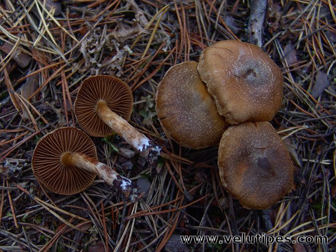 Cortinarius lux-nymphae