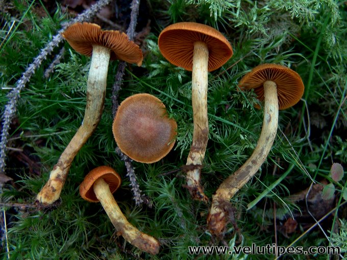 Cortinarius malicorius