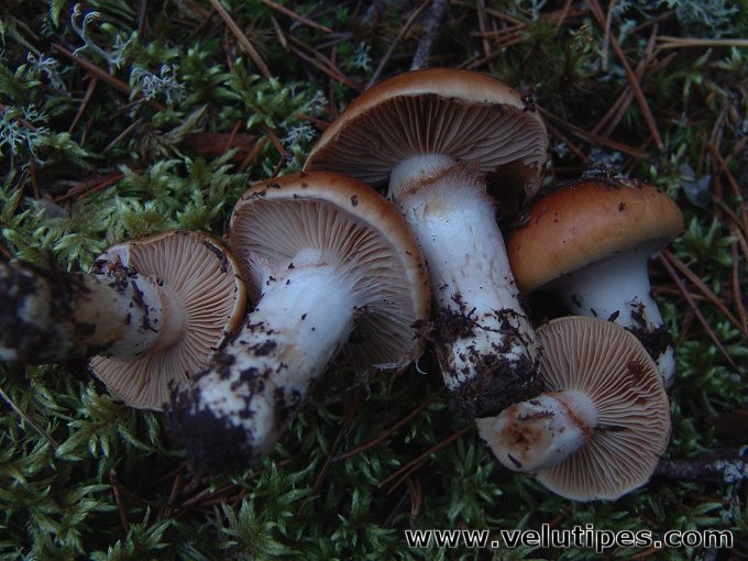 Cortinarius mucosus