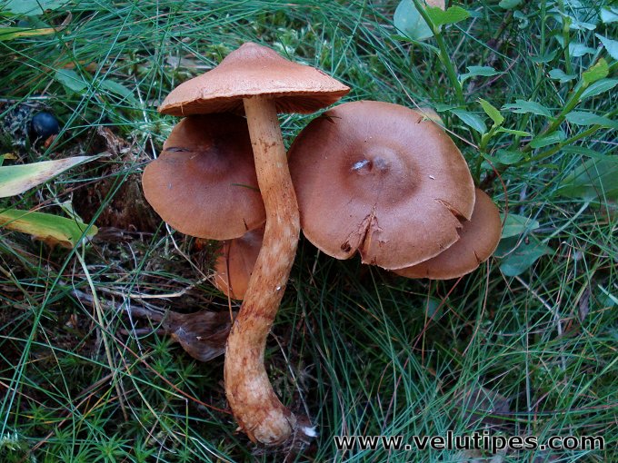 Ruscha seks video: Xotin yigitni sikib erini masxara qiladi Jinsiy olatni mushuk ichiga mahkam joylashadi