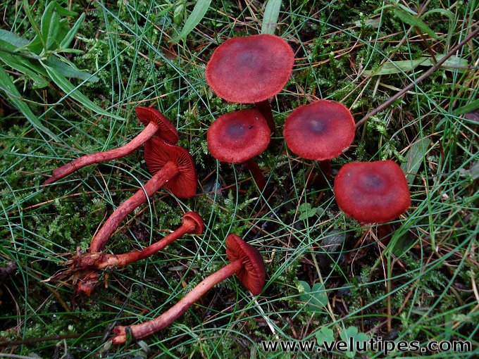 Cortinarius sanguineus