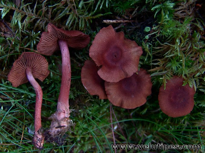 Cortinarius sanguineus