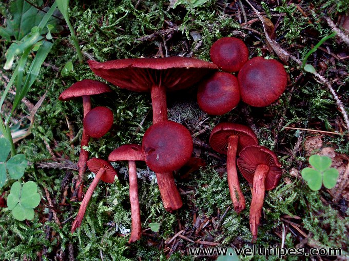 Cortinarius sanguineus