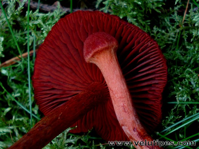Cortinarius sanguineus