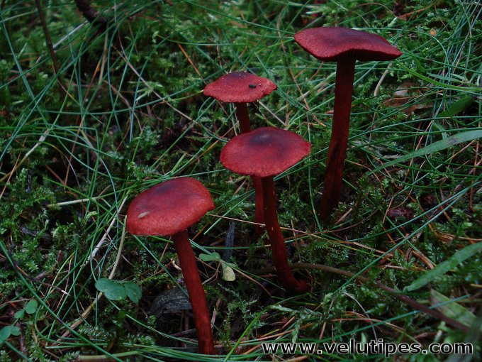 Cortinarius sanguineus