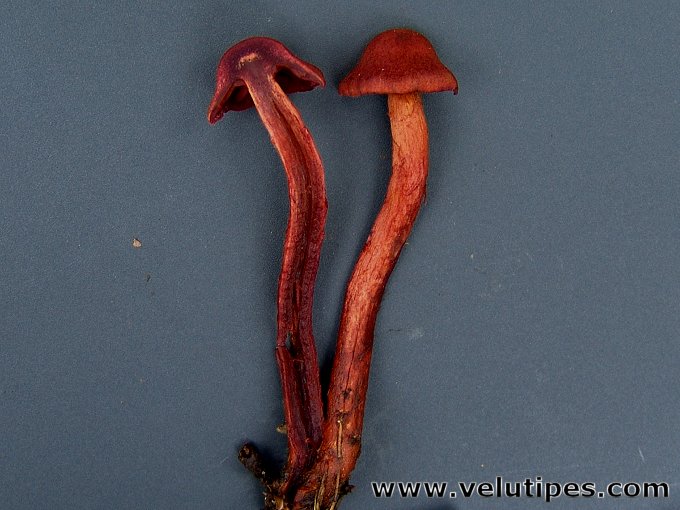 Cortinarius sanguineus