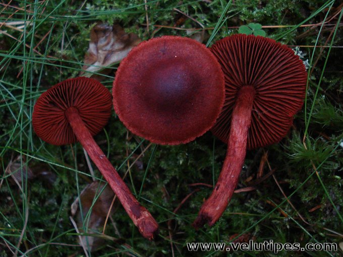 Cortinarius sanguineus