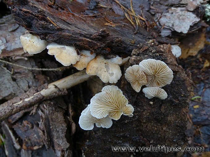 Crepidotus cesatii
