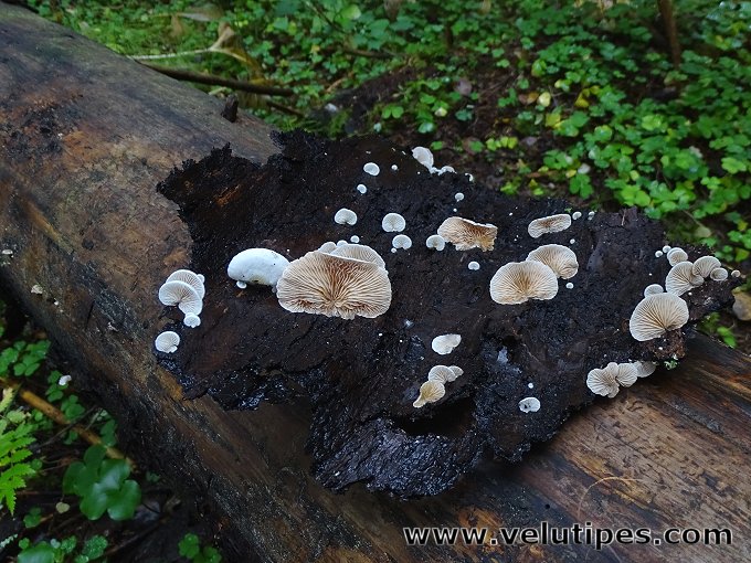 Crepidotus cesatii