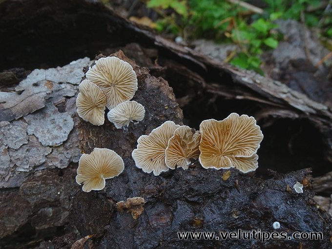 Crepidotus cesatii