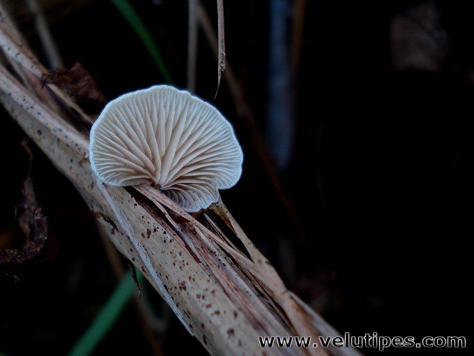 Crepidotus sp.