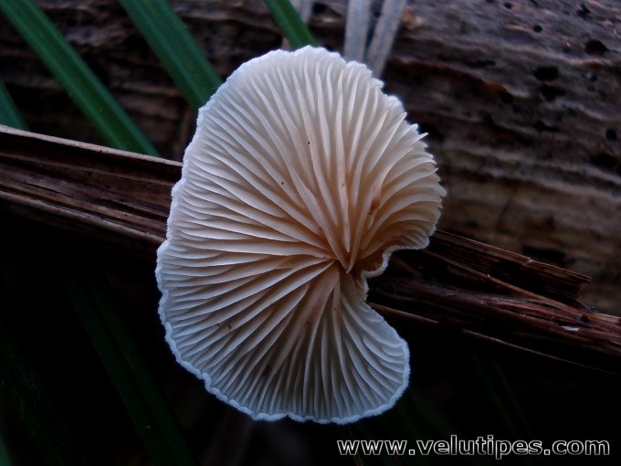 Crepidotus sp.