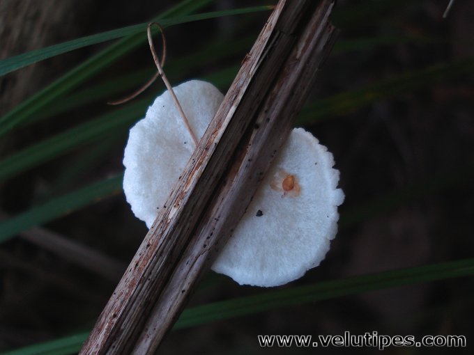 Crepidotus sp.