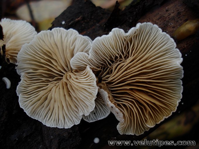 Crepidotus sp.