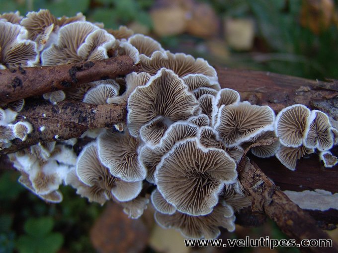 Crepidotus sp.