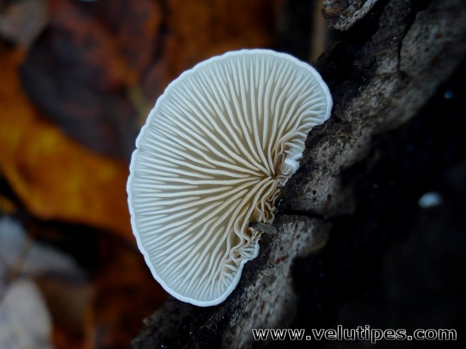 Crepidotus sp.