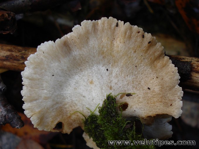 Crepidotus sp.