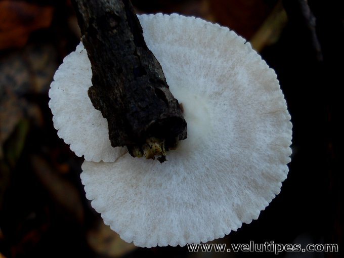 Crepidotus sp.