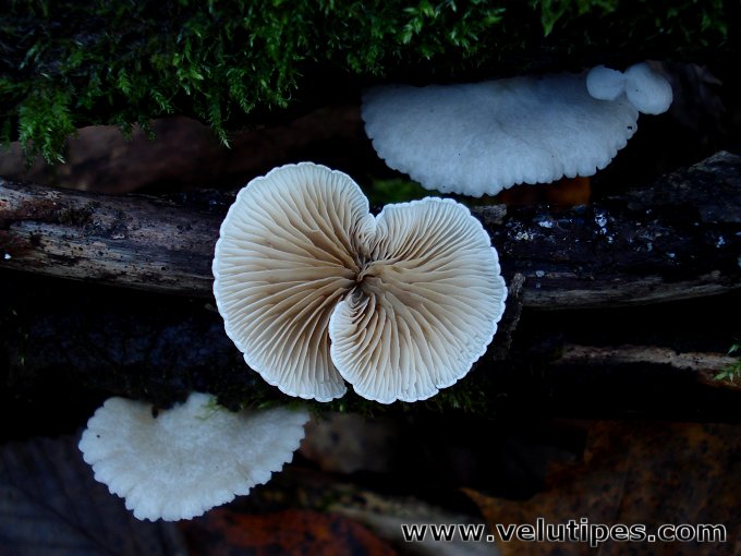 Crepidotus sp.