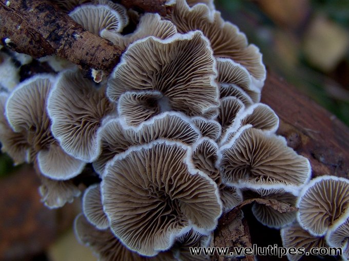 Crepidotus sp.