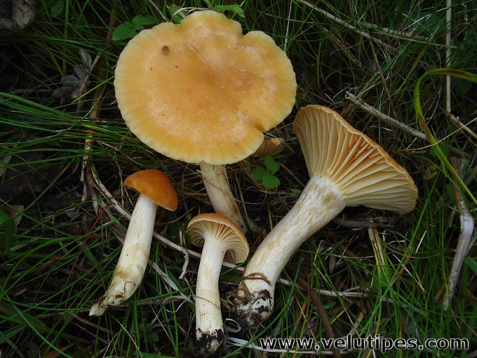 Cuphophyllus  pratensis