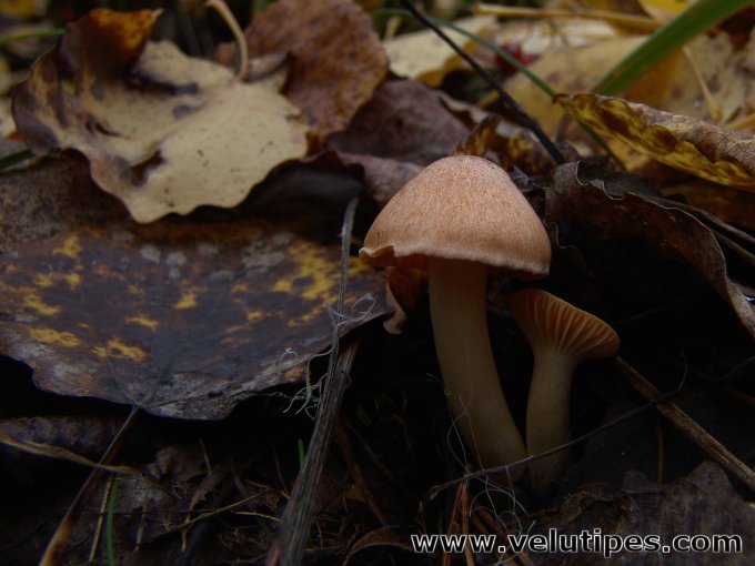Cuphophyllus  pratensis