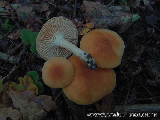 Cuphophyllus  pratensis