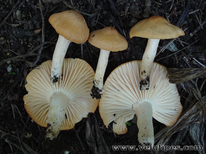 Cuphophyllus  pratensis