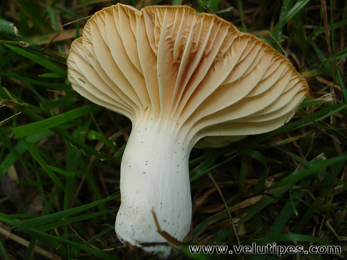 Cuphophyllus  pratensis